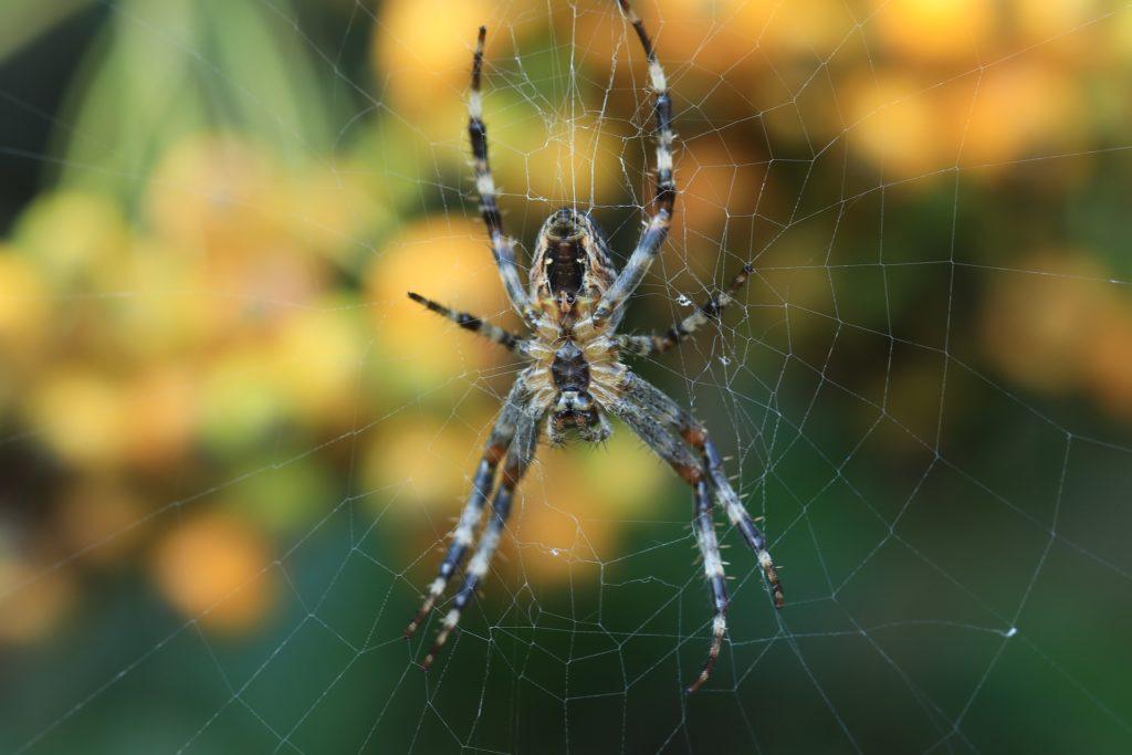 Spinne im Spinnennetz